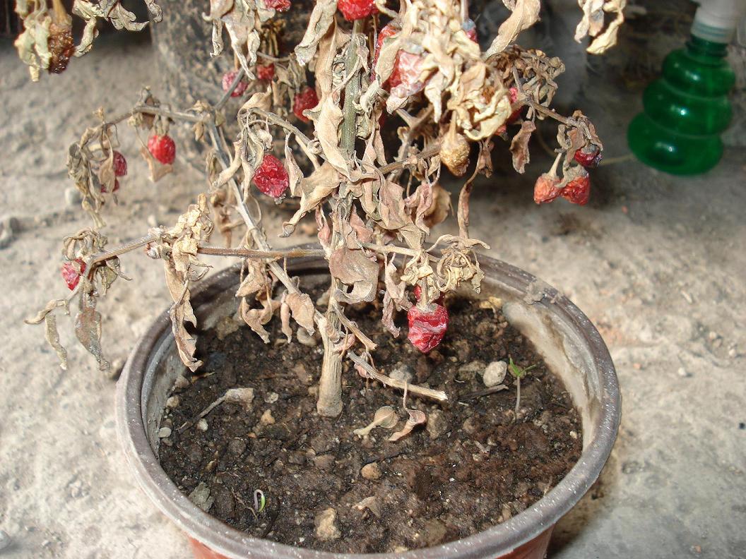 demo-image